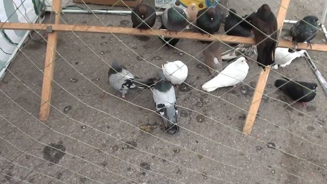 Николаевские Голуби Донбасса 2017 Часть 2 смотреть онлайн