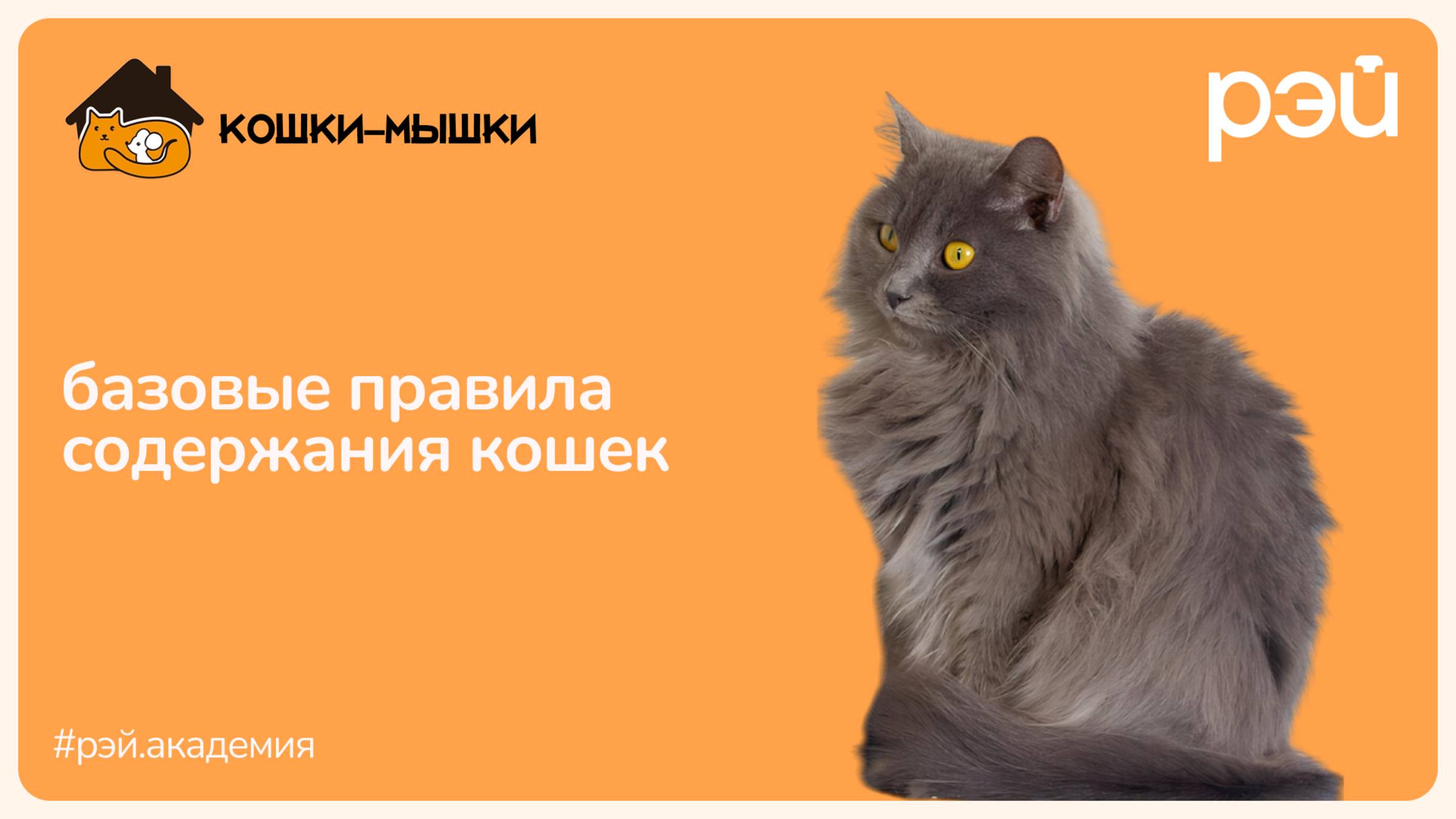 Базовые правила содержания кошек смотреть онлайн