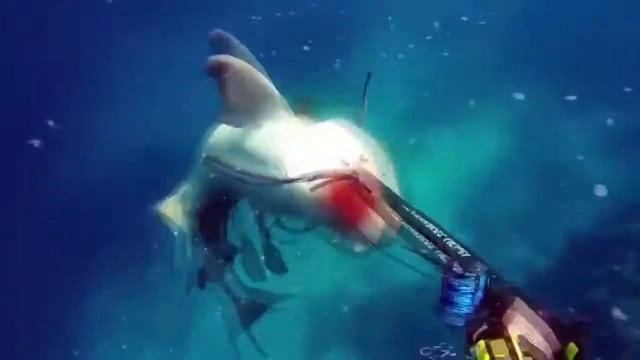 Топ 10 самых крупных уловов смотреть онлайн