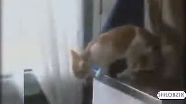 СМЕШНЫЕ КОШКИ Подборка Самых Смешных Видео про Кошек и Котов! смотреть онлайн