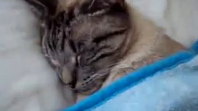 Кот спит в кровати смотреть онлайн