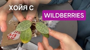 ХОЙЯ С ВАЙЛДБЕРИЗ