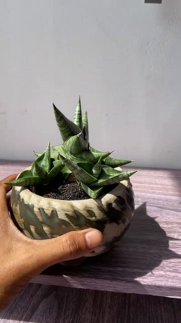 Sansevieria manja series (cordova x downsi) x boncel смотреть онлайн