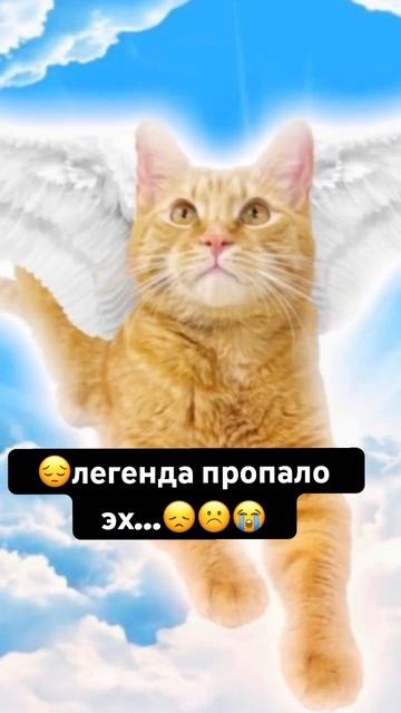Симба старший и Симба младший… #шортс #песня #приколы смотреть онлайн