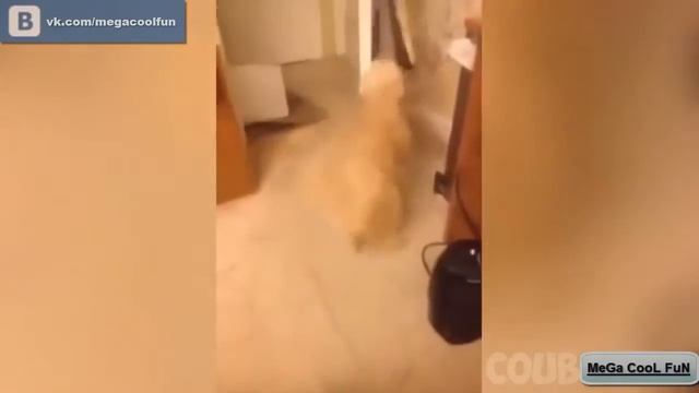 ПРИКОЛЫ №679 приколы 2017, приколы до слез, видео приколы, Приколы MeGa CooL FuN смотреть онлайн