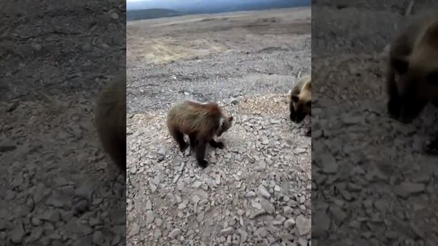 Дикие мишки, реально смотреть онлайн