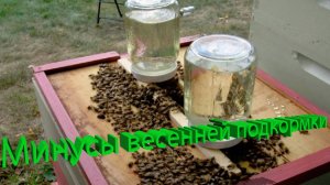 Весенняя подкормка пчел сахаром: скрытые минусы | Разбор от Владимира Кашковского