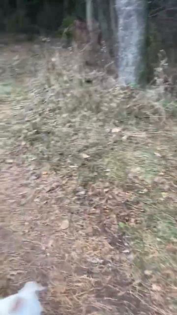 Ноябрь ,+8 растаял снег мы ушли на дачу #умка #умныйпес