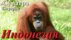 Индонезия. Часть 1/10. Остров Суматра. Бохорок.
