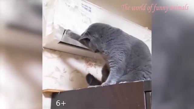 КОТЫ 2021 СМЕШНЫЕ КОШКИ 2021 КОШКИ ПРИКОЛЫ С КОТАМИ И КОШКАМИ Funny Cats 2021 смотреть онлайн