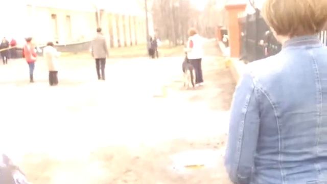 Казань 2010Юниоры кобели: Даккар, Ертаул из Пушкино смотреть онлайн