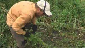 Начали копать картошку . Трава задавила всё.  05. 09. 2016