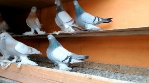 Neues Video Январь 2023 Голуби Агараны и Тасманы