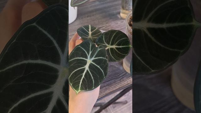 Отделила у алоказии Ниндзя деточку смотреть онлайн