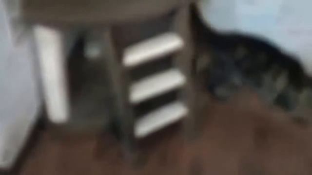 Прикольные животные Хорек домогается до мейн куна смотреть онлайн