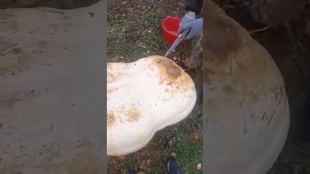 Победитель фестиваля тыквы в с.Сергеевка смотреть онлайн