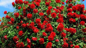 Красивая песня. Между нами всё просто.