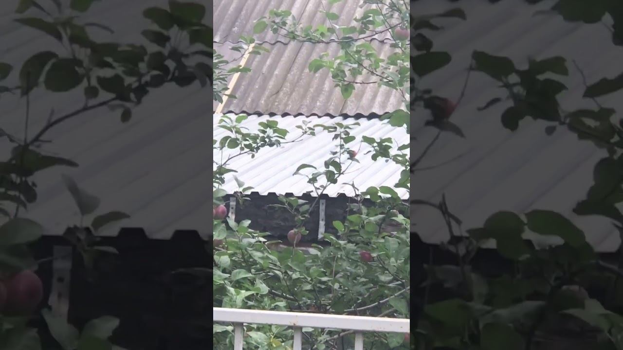 Ранетка в моём дворе смотреть онлайн