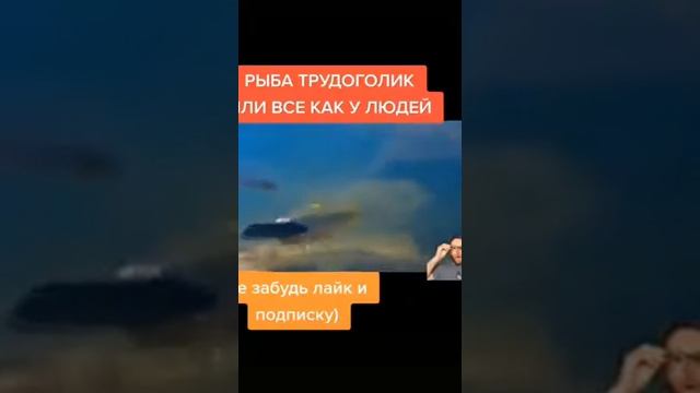 рыба трудоголик смотреть онлайн