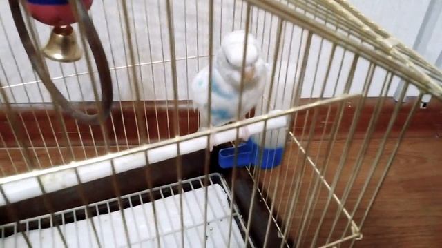 Смешное и глупенькое видео с попугаем читать описание это обязательно смотреть онлайн