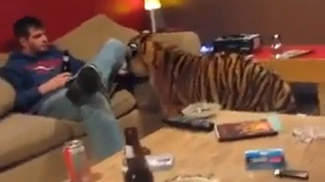 Смотрите, домашний тигр в доме!