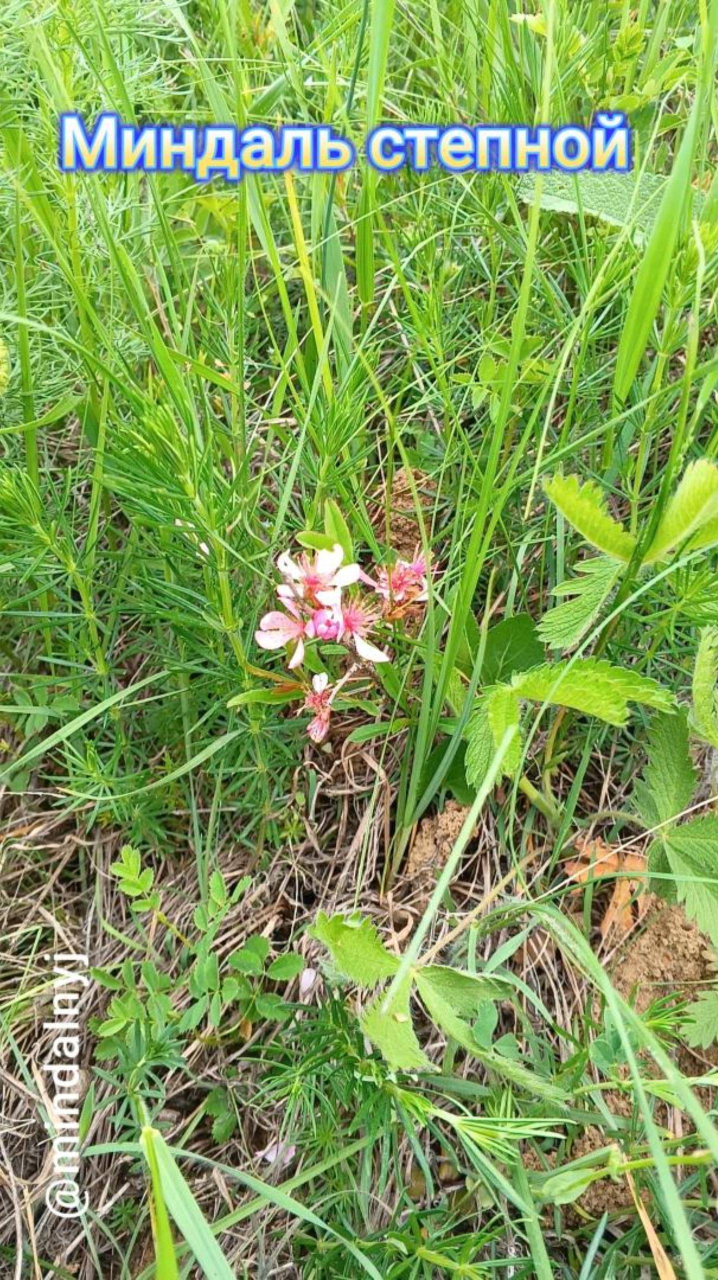 Миндаль степной смотреть онлайн