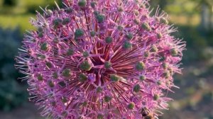 А НАША ЖИЗНЬ, КАК МОТЫЛЁК