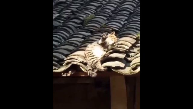 ✅ Смешные кошки 2022 😂 Я ржал полчаса 😂 Самые смешные и милые животные! Funny Best Cats №4 ✅ смотреть онлайн