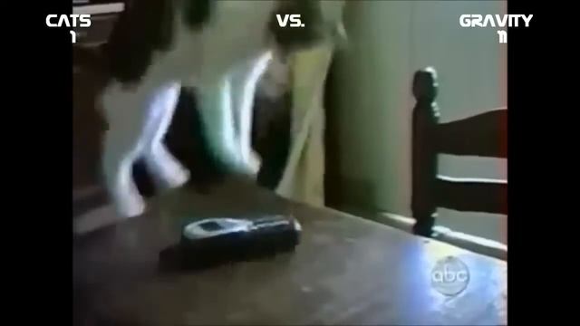 Кошки против. Смешное видео, новинка YouTube #1, смешное на You Tube #1 смотреть онлайн