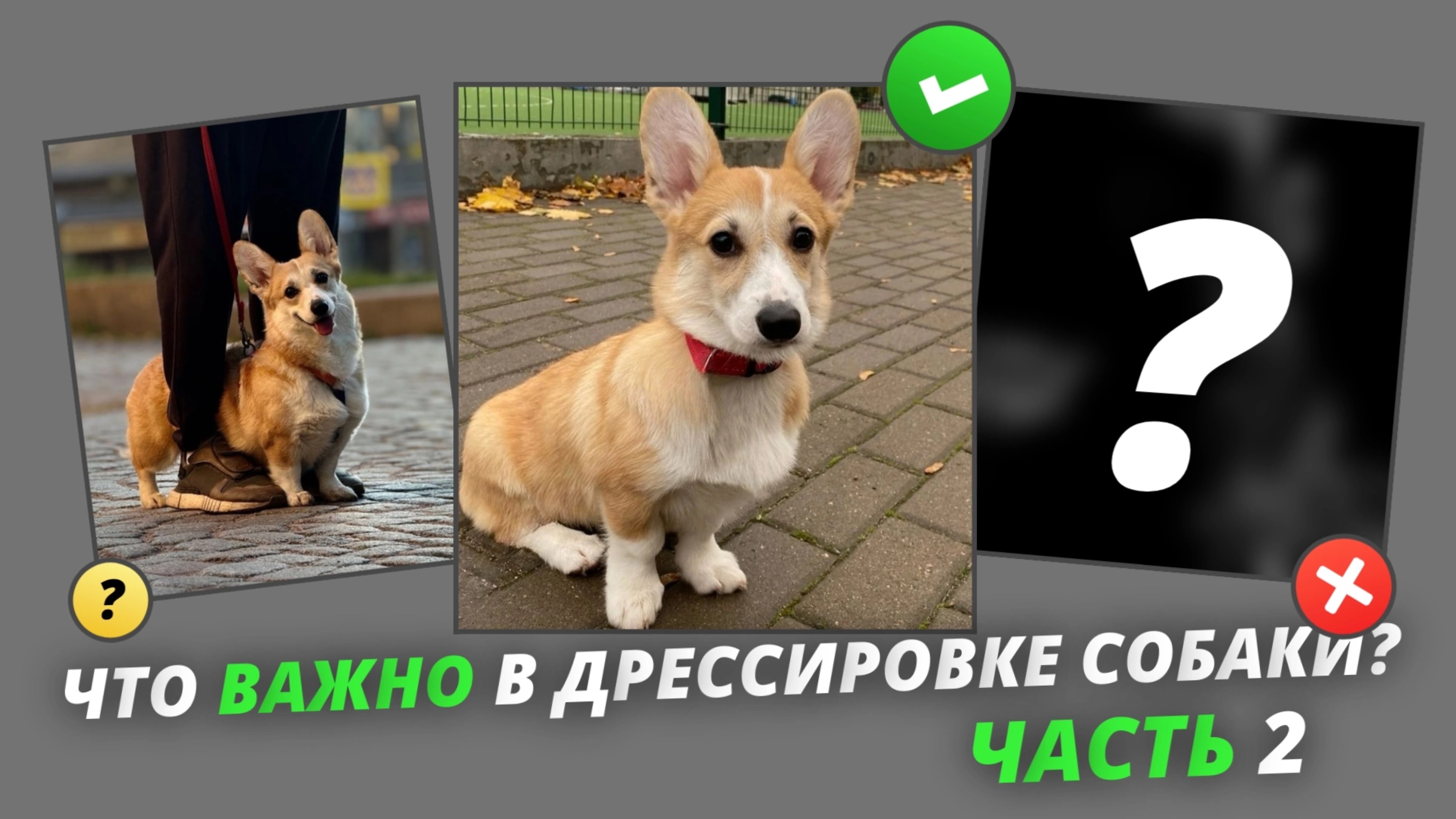 Что важно учитывать при дрессировке собаки? Часть 2