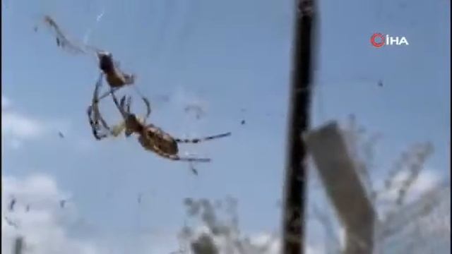 ‘Argiope Lobata’ cinsi zehirli örümcek yonca tarlasında görüldü смотреть онлайн
