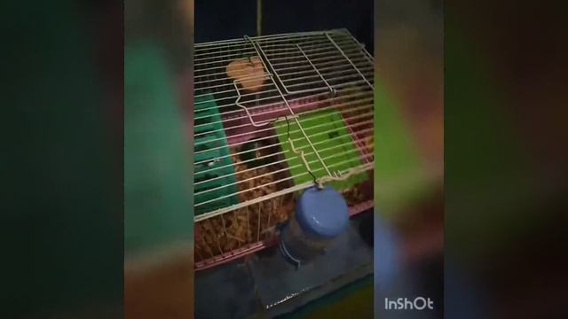 ❤️🐹🐹🐹Мой новый хомяк🐹🐹🐹❤️ смотреть онлайн
