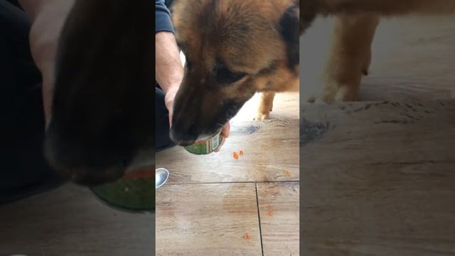 Собака ест красную икру смотреть онлайн