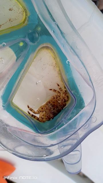 пляж "Правый мыс" и его обитатели смотреть онлайн