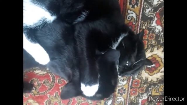 #приколы, #кошки_коты2020, #смешные_коты, #домашние_животные, Отдохнул компот и опять в бой . смотреть онлайн