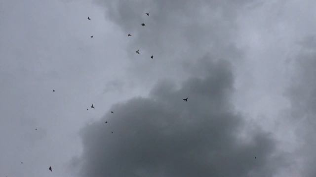 Мои голуби потихоньку набирают лет