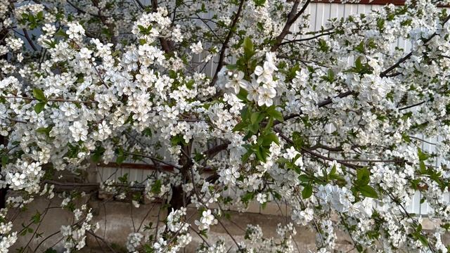 Вышивальные будни апреля 2025. /вышивка крестом/ продвижения/3 процесса. смотреть онлайн