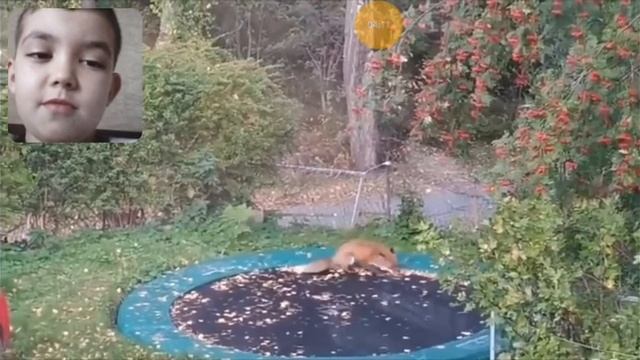 Челлендж Попробуй не засмеяться смешные коты смотреть онлайн