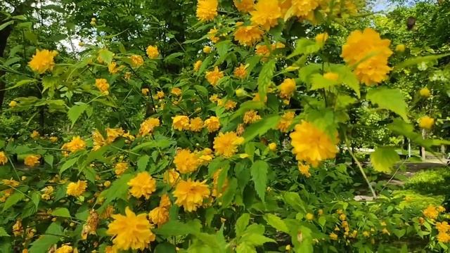 Какулена//Потные туры// Два жлоба// Обзор видео//