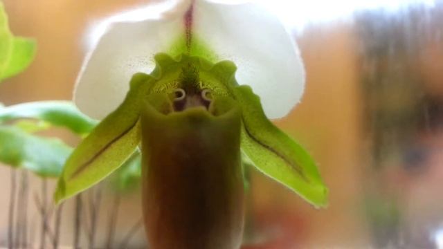 Paphiopedilum Spicerianum Orchid In Spike!!! смотреть онлайн