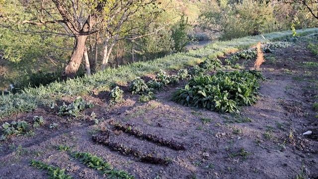 Заморозки! Минус 3!!!! Как спасти виноград?! Один из способов.... смотреть онлайн