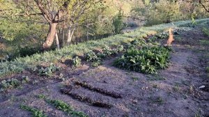 Заморозки! Минус 3!!!! Как спасти виноград?! Один из способов....