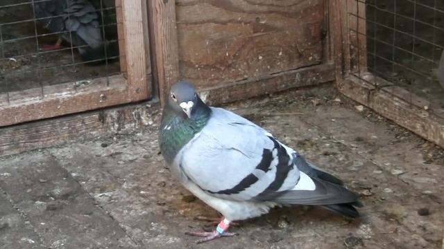 Прилет дурного голубя 27. 05. 2019 года. смотреть онлайн