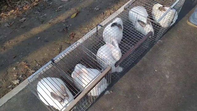 Выставка-ярмарка голубей г. Измаил 19.12.2021 смотреть онлайн