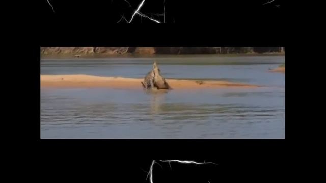 прикольные кошки смотреть онлайн
