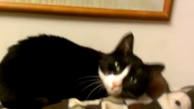 Нива, скажи мяу смотреть онлайн