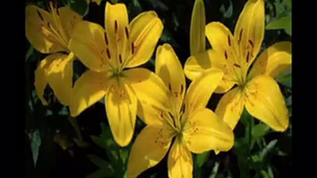 Для тебя жена.mpg смотреть онлайн