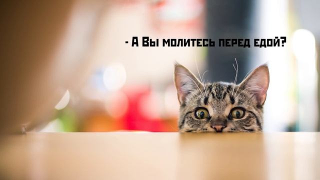Приколы с котами. КОТЫ В ШОКЕ | Мемозг #412 смотреть онлайн