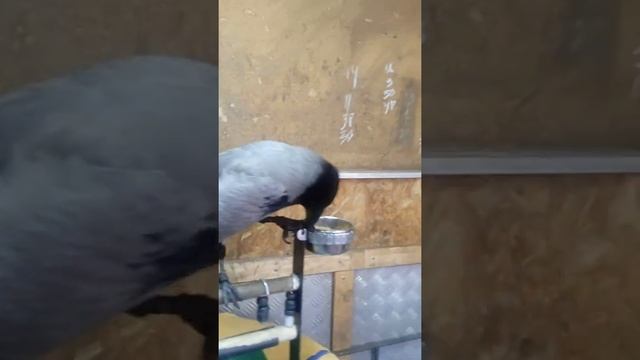 кино и немцы, в 12:40 субота перенос времени всё нормуль🤗👍😆🦅😻😽👍😇 смотреть онлайн