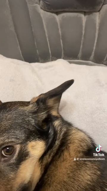 Ути пути! #мило #собака #дворняжка #топ